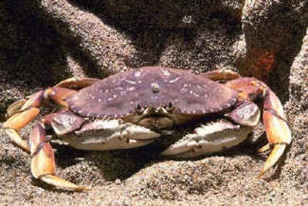 Dacă vezi un crab în vis, ce înseamnă?