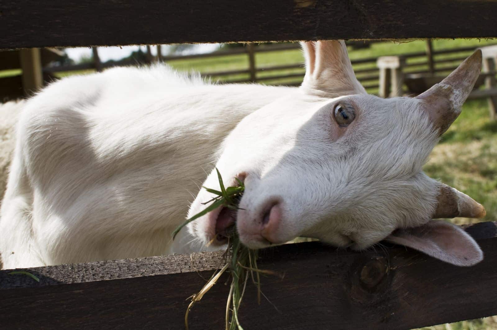 What is a dream goat dreaming about?