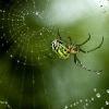 Приметы о пауках: как наши предки трактовали появление пауков дома?