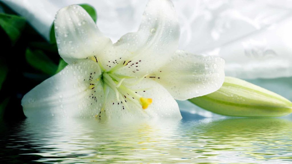The meaning of the name lily, the origin, nature and fate of the name lily
