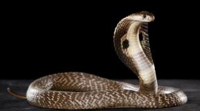 Why does a cobra dream and is it worth being afraid of such an image in a dream