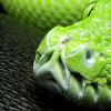 К чему снится змея без головы Что значит отрубать головы змеям во сне