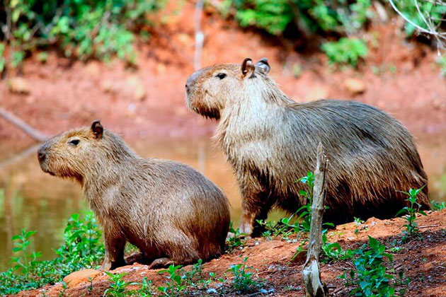 Capybara - porc de apă