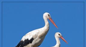 Totem Stork i njegova svojstva