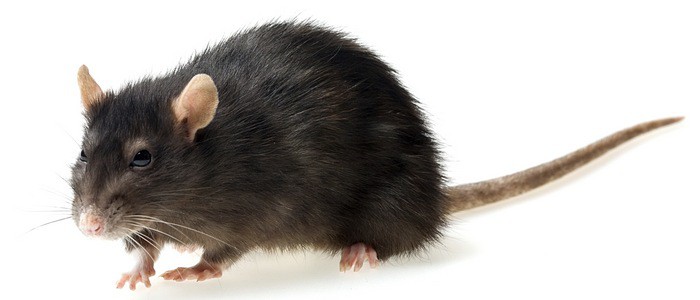 What does a gray rat dream about for a woman