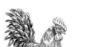 Rooster: description and characteristics