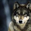What dreams of a wolf: proper interpretation