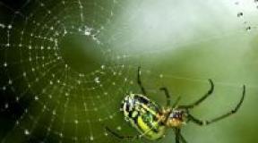 Приметы о пауках: как наши предки трактовали появление пауков дома?