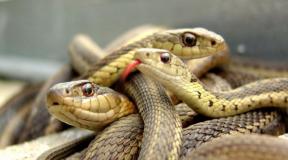 Horoskop: Čovek zmija u trajnoj vezi