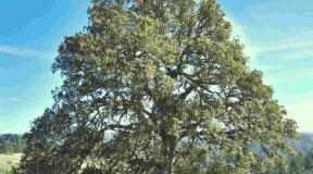 Magia numerelor.  De ce visează Oak?  Stejar cu cuib într-un vis pentru o femeie