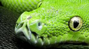 Zašto sanjate zmiju bez glave Šta znači odsjeći glave zmiji u snu?